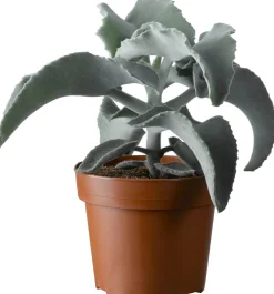 Hot Elefantenohr (Kalanchoë beharensis) D 13 H 30 cm Für Sonne|Kakteen & Sukkulenten