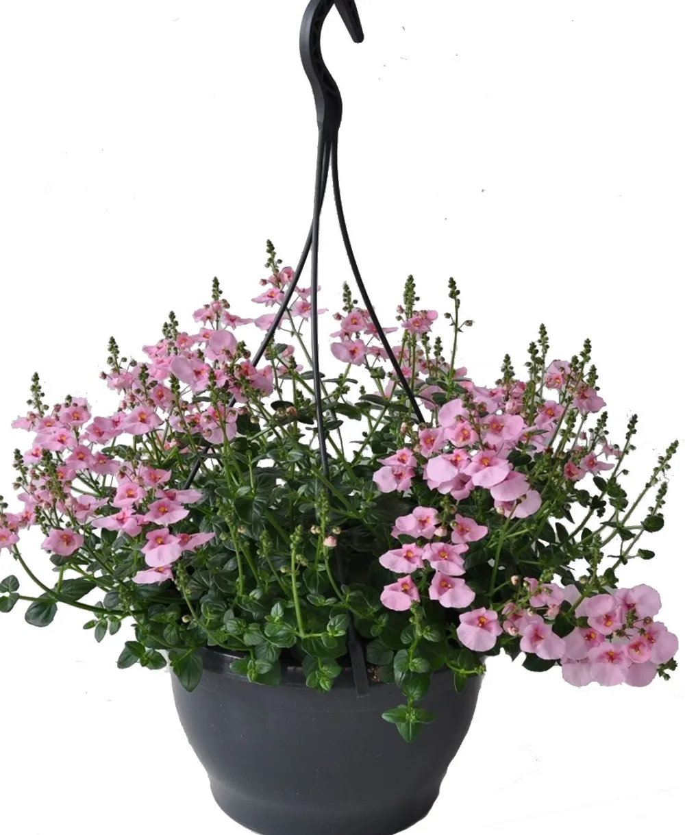 Elfensporn-Ampel (Diascia 'Flying Colors Rose Upright') D 23 H 35 cm Blühende Pflanzen|Einjährige Pflanzen