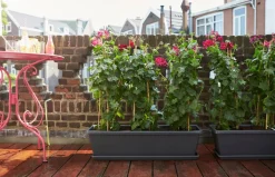 Outlet Elho Barcelona XL Balkonkasten 80 cm anthrazit Balkonkästen|Blumentöpfe & Pflanzgefäße