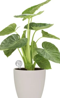 Hot Elho Bewässerungskugeln Aqua Care transparent 0,35 l Gießen & Bewässerung|Gießkannen