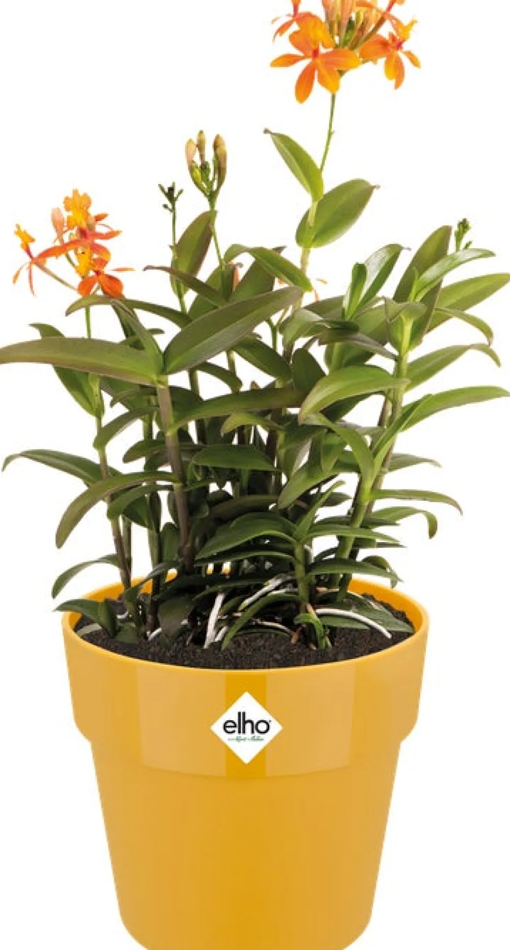 Sale Elho Blumentopf B. for original D 25 cm H 23,2 cm ocker Blumentöpfe & Pflanzgefäße|Blumentöpfe