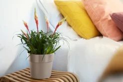 Hot Elho Blumentopf B. for original D 18,1 cm H 16,5 cm grau Blumentöpfe & Pflanzgefäße|Blumentöpfe