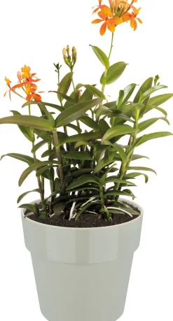 Best Elho Blumentopf B. for original D 14 cm H 12,8 cm grau Blumentöpfe & Pflanzgefäße|Blumentöpfe