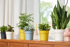 Discount Elho Blumentopf B. for original Liv D 14 cm H 12,8 cm schwarz Blumentöpfe & Pflanzgefäße|Blumentöpfe