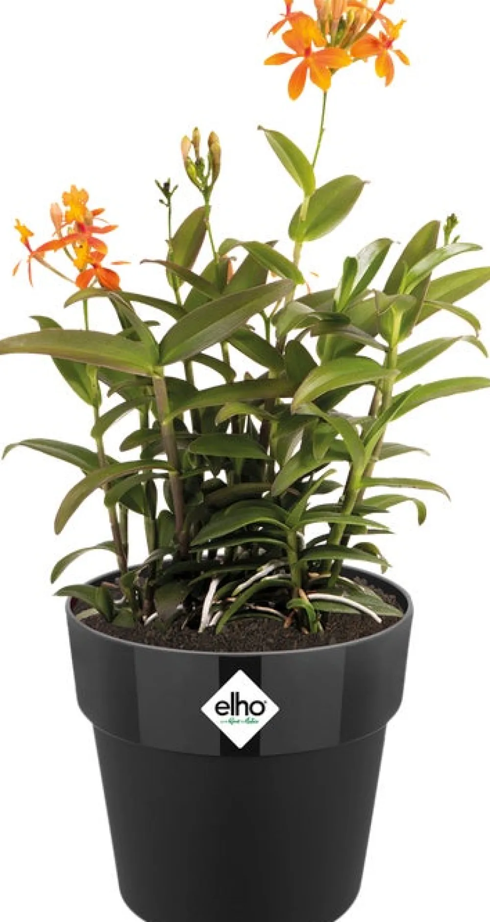 Discount Elho Blumentopf B. for original Liv D 16 cm H 14,6 cm schwarz Blumentöpfe & Pflanzgefäße|Blumentöpfe