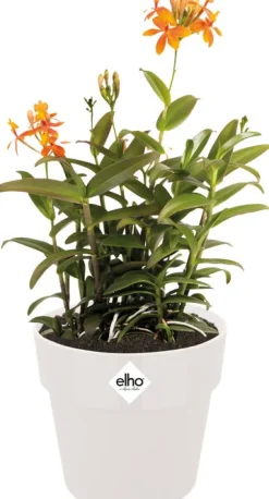 Online Elho Blumentopf B. for original D 18,1 cm H 16,5 cm weiß Blumentöpfe & Pflanzgefäße|Blumentöpfe