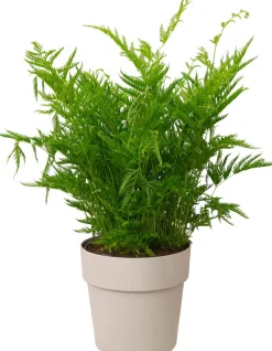 Best Elho Blumentopf B. for original D 16 cm H 14,6 cm grau Blumentöpfe & Pflanzgefäße|Blumentöpfe