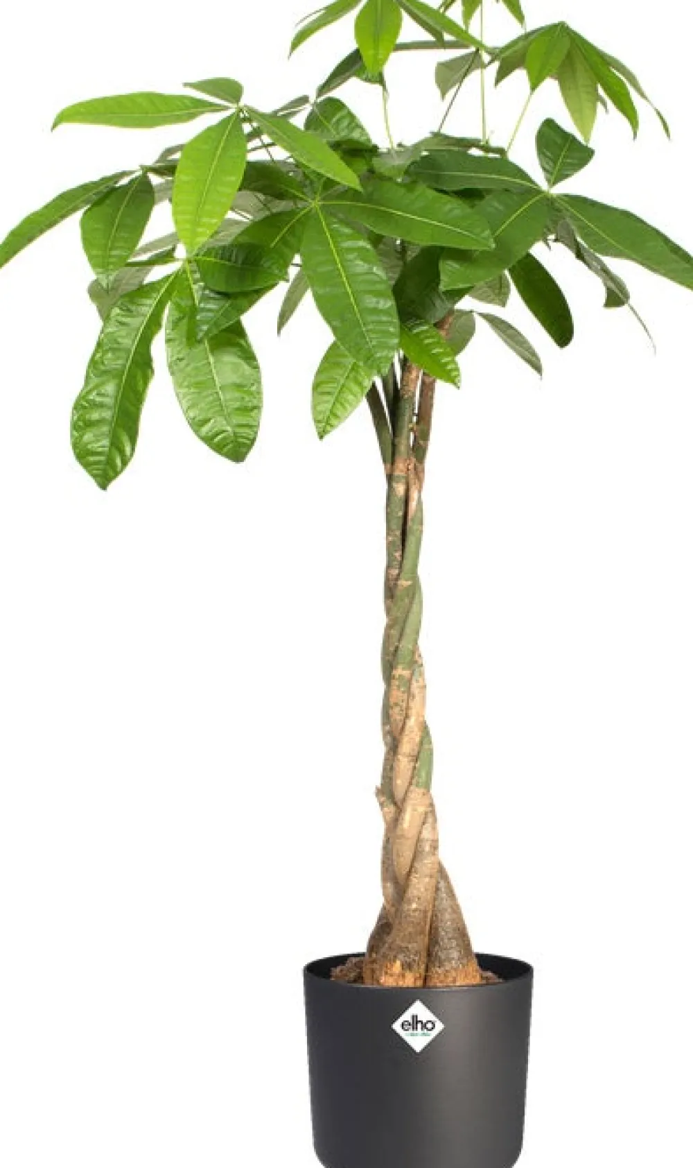 New Elho Blumentopf B. for soft D 18,3 cm H 16,8 cm anthrazit Blumentöpfe & Pflanzgefäße|Blumentöpfe