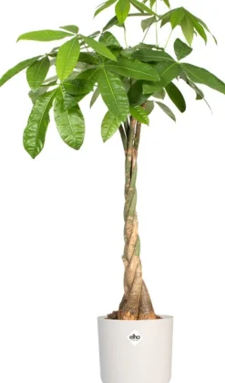 Best Elho Blumentopf B. for soft D 18,3 cm H 16,8 cm weiß Blumentöpfe & Pflanzgefäße|Blumentöpfe