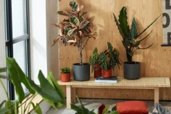 Discount Elho Blumentopf B. for soft D 16 cm H 14,9 cm anthrazit Blumentöpfe & Pflanzgefäße|Blumentöpfe