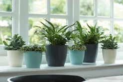 Clearance Elho Blumentopf Brussels rund D 15,9 cm H 14,6 cm anthrazit Blumentöpfe & Pflanzgefäße|Blumentöpfe