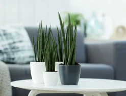 Hot Elho Blumentopf Brussels rund mini D 13 cm H 11,4 cm anthrazit Blumentöpfe & Pflanzgefäße|Blumentöpfe