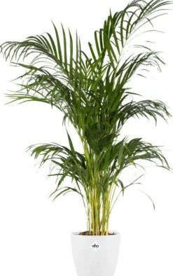 Discount Elho Blumentopf Brussels rund D 20,3 cm H 18,6 cm weiß Blumentöpfe & Pflanzgefäße|Blumentöpfe