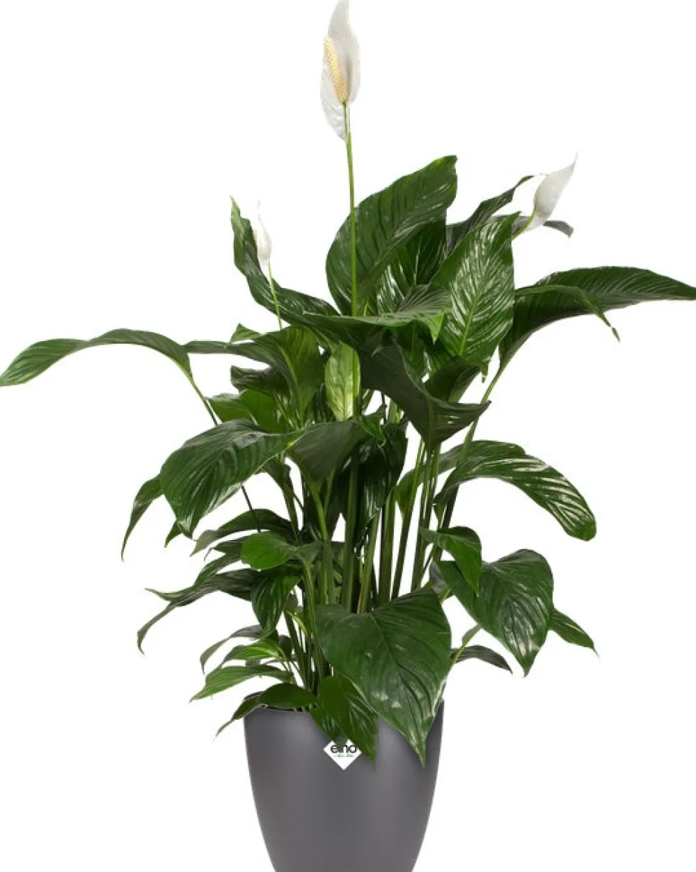 Hot Elho Blumentopf Brussels rund D 29,4 cm H 27,4 cm anthrazit Blumentöpfe & Pflanzgefäße|Blumentöpfe