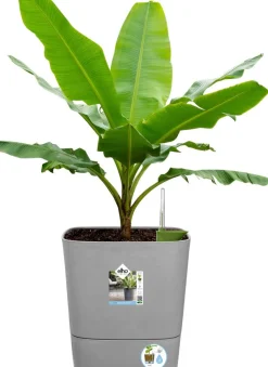 Best Elho Blumentopf greensense aqua care hellgrau 38 x 38 x 39 cm Blumentöpfe & Pflanzgefäße|Blumentöpfe