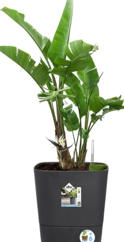 Sale Elho Blumentopf greensense aqua care grau 38 x 38 x 39 cm Blumentöpfe & Pflanzgefäße|Blumentöpfe