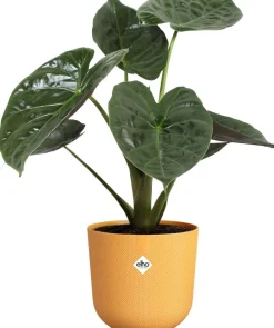 Discount Elho Blumentopf Jazz gelb D 23,1 H 21,5 cm Blumentöpfe & Pflanzgefäße|Blumentöpfe