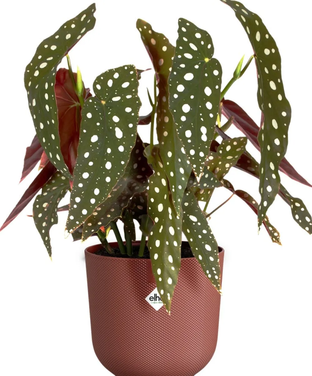 New Elho Blumentopf Jazz rot D 18,9 H 17,6 cm Blumentöpfe & Pflanzgefäße|Blumentöpfe