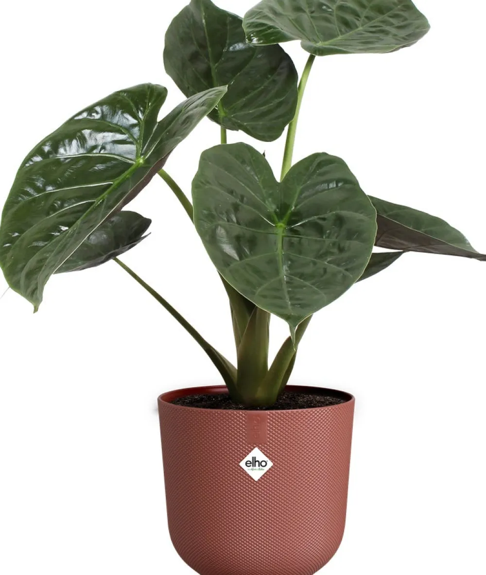 Elho Blumentopf Jazz rot D 23,1 H 21,5 cm Blumentöpfe & Pflanzgefäße|Blumentöpfe