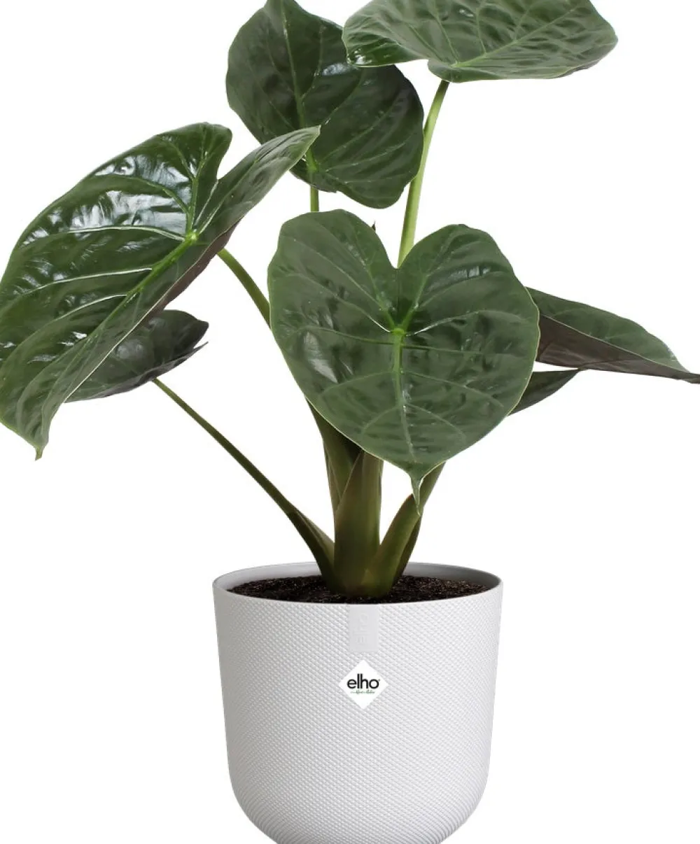 Hot Elho Blumentopf Jazz weiß D 23,1 H 21,5 cm Blumentöpfe & Pflanzgefäße|Blumentöpfe