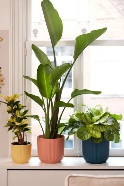 Hot Elho Blumentopf Vibes rosa D 14,1 H 12,9 cm Blumentöpfe & Pflanzgefäße|Blumentöpfe