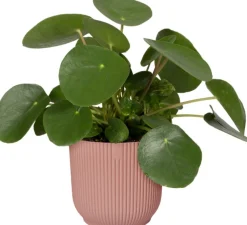 Discount Elho Blumentopf Vibes rosa D 18,3 H 16,8 cm Blumentöpfe & Pflanzgefäße|Blumentöpfe