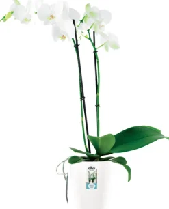 Discount Elho Brussels Diamond Orchideentopf weiß D 12,7 H 15,2 cm Blumentöpfe|Blumentöpfe & Pflanzgefäße