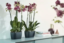 Sale Elho Brussels Orchideenschale Duo anthrazit 25 x 13 x 12,6 cm Blumentöpfe|Blumentöpfe & Pflanzgefäße