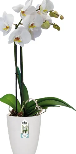 Clearance Elho Brussels Orchideentopf weiß D 12,7 H 15,2 cm Blumentöpfe|Blumentöpfe & Pflanzgefäße