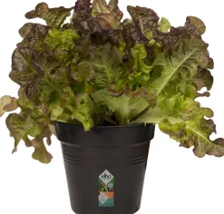 Elho green basics Anzuchttopf D 11 H 10,2 cm schwarz Anzuchttöpfe