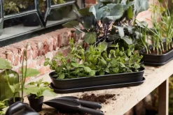 Hot Elho green basics Anzuchtschale schwarz 51,2 x 19,5 x 7,5 cm Anzuchtkästen & Mini-Gewächshäuser