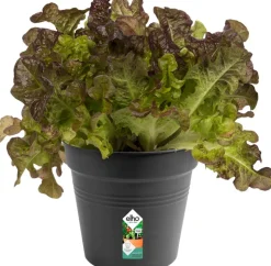 Best Elho green basics Anzuchttopf D 15 H 14 cm schwarz Anzuchttöpfe