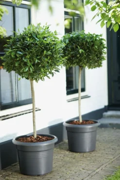 Clearance Elho green basics Blumentopf D 65 cm H 48,5 cm schwarz Blumentöpfe|Blumentöpfe & Pflanzgefäße