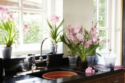 Clearance Elho green basics Orchideentopf transparent D 15 H 13,8 cm Blumentöpfe & Pflanzgefäße|Blumentöpfe