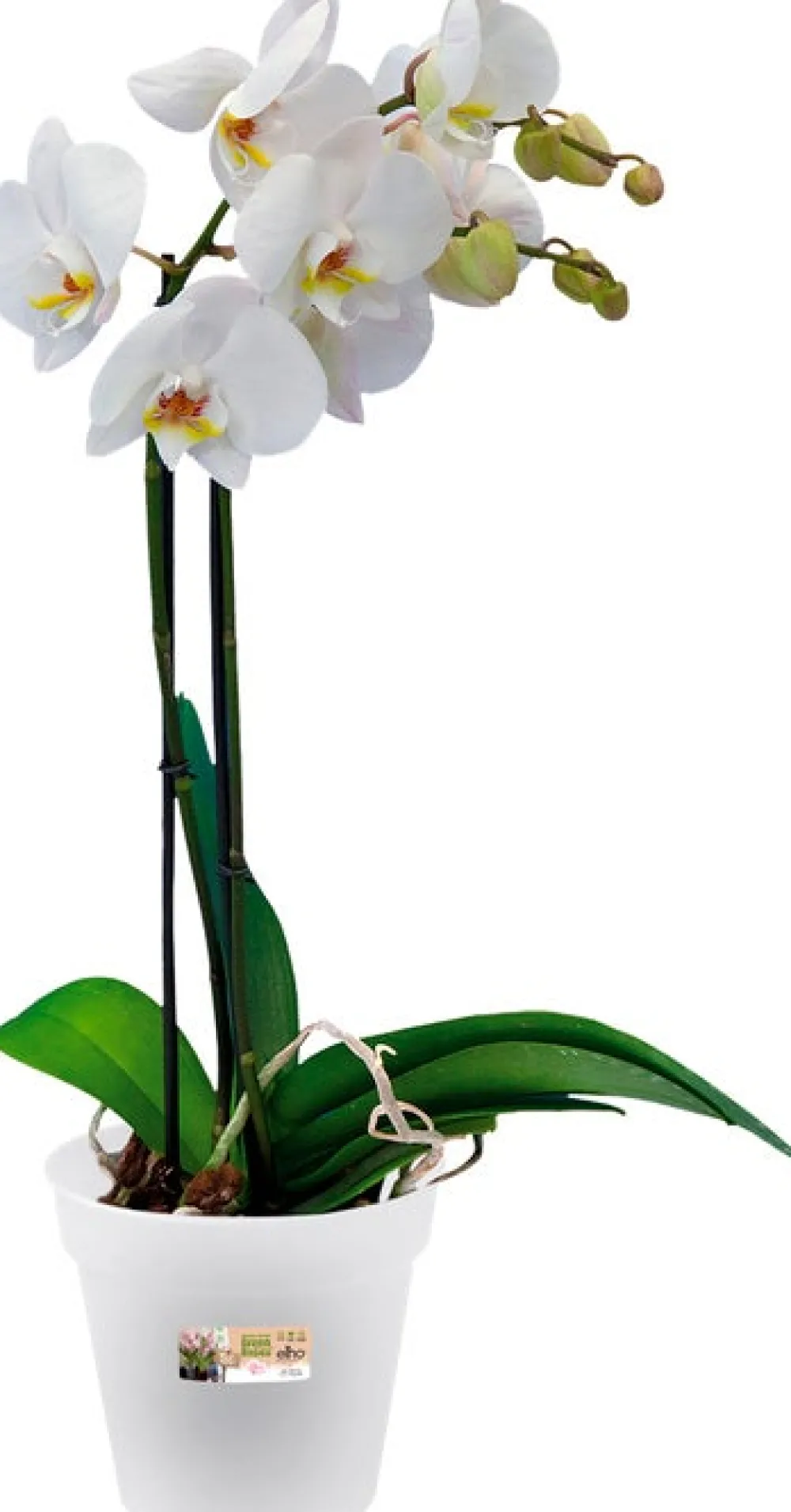 Clearance Elho green basics Orchideentopf transparent D 13 H 12 cm Blumentöpfe & Pflanzgefäße|Blumentöpfe