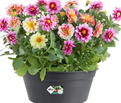 Sale Elho green basics Pflanzschale D 27 H cm 11 cm schwarz Blumentöpfe & Pflanzgefäße