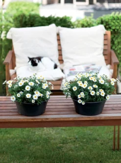 Sale Elho green basics Pflanzschale D 38 cm H 16 cm schwarz Blumentöpfe & Pflanzgefäße