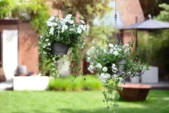 Sale Elho Hängetopf Vibia D 26 H 18 cm anthrazit Blumenampeln & Hängetöpfe|Blumentöpfe & Pflanzgefäße