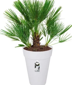 Clearance Elho Loft Urban Blumentopf hoch D 35 H 46 cm weiß Blumentöpfe|Blumentöpfe & Pflanzgefäße