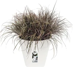 Discount Elho Loft Urban Blumentopf D 25 cm H 22 cm weiß Blumentöpfe|Blumentöpfe & Pflanzgefäße