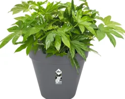 Outlet Elho Loft Urban Blumentopf mit Rollen 50 cm anthrazit Blumentöpfe|Blumentöpfe & Pflanzgefäße