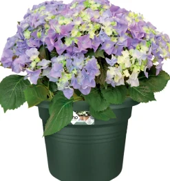 Discount Elho Pflanztopf green basics grün D 24,9 H 18,5 cm Blumentöpfe|Blumentöpfe & Pflanzgefäße