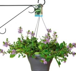 Clearance Elho Wandhaken Eleganz 30 cm anthrazit Haken & Bügel