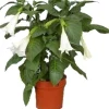 Engelstrompete (Brugmansia) D 19 H 75 cm Einjährige Pflanzen