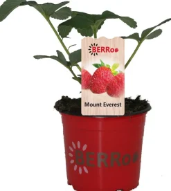 Clearance Erdbeere (Fragaria ananassa 'Mount-Everest') D 12 H 25 cm Obst, Gemüse & Kräuter|Obstpflanzen