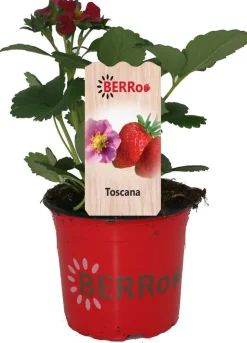 New Erdbeere (Fragaria ananassa 'Toscana') D 12 H 25 cm Obst, Gemüse & Kräuter|Obstpflanzen
