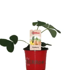 Clearance Erdbeere (Fragaria ananassa 'Pineberry') D 12 H 25 cm Obst, Gemüse & Kräuter|Obstpflanzen