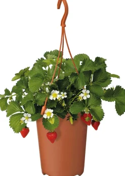 Best Erdbeere (Fragaria ananassa 'Elsanta') D 19 H 30 cm Obst, Gemüse & Kräuter|Obstpflanzen
