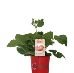 Sale Erdbeere (Fragaria ananassa 'Bubbleberry') D 12 H 25 cm Obst, Gemüse & Kräuter|Obstpflanzen