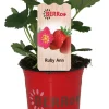 Clearance Erdbeere (Fragaria ananassa 'Ruby Ann') D 12 H 25 cm Obst, Gemüse & Kräuter|Obstpflanzen